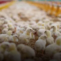 هوبرمولدگردن ابی افریقایی باکارت سام جوجه گوشتی|حیوانات مزرعه|شیراز, بازار|دیوار