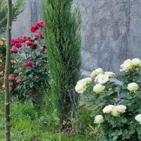 اجاره سویئت مبله مستقل /ویلا باغ ونوس یاسوج|اجارهٔ کوتاه‌مدت آپارتمان و سوئیت|یاسوج, |دیوار