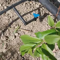 آبیاری قطره ای و ساخت استخر