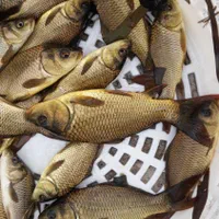 بچه ماهی .کپور .امور.قزل الا .خاویاری|ماهی|قرچک, داوود آباد|دیوار