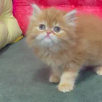 بچه گربه های خوجل موجل|گربه|کرج, باغستان|دیوار