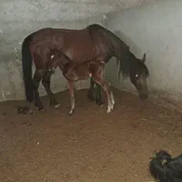 مادیانباکره