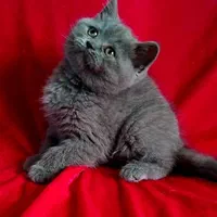 بچه گربه های عروسکی دلربا|گربه|اصفهان, آزادگان|دیوار