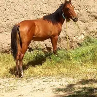 اسب ماده یک ساله سرحال با مشتری واقعی کنار میام|اسب و تجهیزات اسب‌سواری|خوی, |دیوار