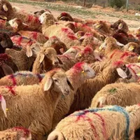 گوسفند زنده درآذری کمیل جیحون رودکی فلاح قزوین|حیوانات مزرعه|تهران, فلاح|دیوار