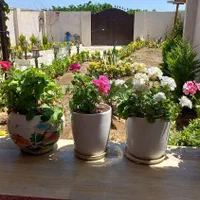 اجاره روزانه/هفتگی/ماهانه آپارتمان ۳۰۰ متری|اجارهٔ کوتاه‌مدت آپارتمان و سوئیت|نکا, |دیوار