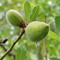 باغ کهنسال دیوار(دستجرد گیو)معاوضه|فروش دفتر صنعتی، کشاورزی، تجاری|قم, زنبیل آباد|دیوار