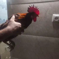 ۲عددمرغ یک عددخروس