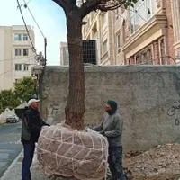 شرکت جا‌به‌جایی و فروش درخت و نهال و گل و گیاه|خدمات باغبانی و درختکاری|تهران, اتابک|دیوار