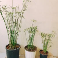 پتوس سانسوریا، گندمی، حسن یوسف، نخل مرداب، لیندا|گل و گیاه طبیعی|اصفهان, شاهزید|دیوار