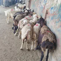 همه نوع گوسفند کشتاری بصورت تکی|حیوانات مزرعه|بروجرد, |دیوار