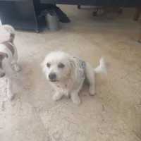 سگ گمشده