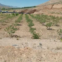 فروش زمین با مجوز گلخانه در شهر سیدان|فروش دفتر صنعتی، کشاورزی، تجاری|مرودشت, تخت جمشید|دیوار