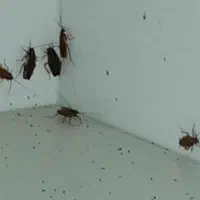 سمپاشی سم پاشی سوسک ساس مگس موش موریانه و..تضمینی