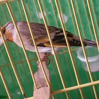 سهره قناری