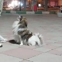 سگ پاگوتاه