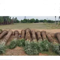 مازندران فونیکس نخل پالم|خدمات باغبانی و درختکاری|سلمانشهر, |دیوار