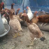 مرغ لاری ومحلی