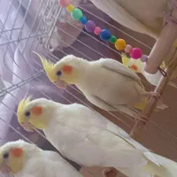 عروس هلندی ی لوتینو|پرنده|تهران, صاحب الزمان|دیوار