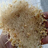 جوانه گندم|خوردنی و آشامیدنی|مشهد, تلگرد|دیوار
