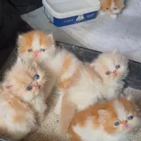 بچه گربه های اشرافی و اصیل