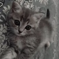 گربه .. اصل نژاد