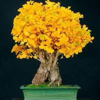 نهال ژینگو/جینکو|خدمات باغبانی و درختکاری|رشت, کوی حسینی|دیوار