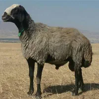 قصاب سیار با بیست سال سابقه وکمترین فی