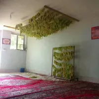 باغ فروشی پر محصول و پر آب|فروش دفتر صنعتی، کشاورزی، تجاری|تهران, حسن‌آباد|دیوار