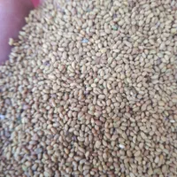 نمایندگی فروش بذرذرت هیبرید و یونجه ایرانی وخارجی