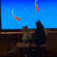 گلس محافظ صفحه نمایش          براکت و پایه TV|تلویزیون و پروژکتور|کرج, گلشهر|دیوار