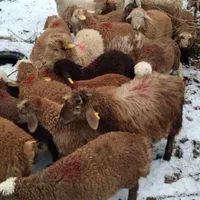 گوسفند زنده ۳۰کیلو به بالا برای همشهریان  کرجی
