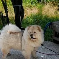 سگ چاو چاو ماده جهت کشش