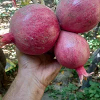 نهال انار دونه سیاه شیراز|خدمات باغبانی و درختکاری|تهران, جوانمردان (اندیشه)|دیوار