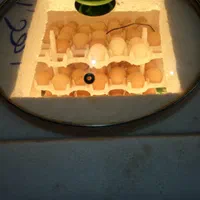 دستگاه جوجه کشی|لوازم جانبی حیوانات|زاهدان, |دیوار