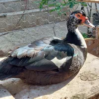 اردک اسرائیلی در منجیل
