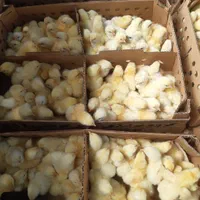 بلدرچین وبلک وکاکلی پامشکی جوجه گوشتی|حیوانات مزرعه|ایلام, |دیوار