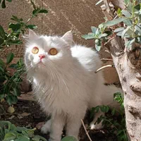 گربه پرشین