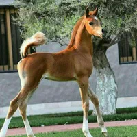 کره مادیان کهر