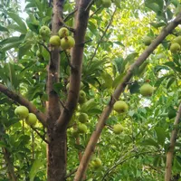 باغ کهنسال دیوار(دستجرد گیو)معاوضه|فروش دفتر صنعتی، کشاورزی، تجاری|قم, زنبیل آباد|دیوار