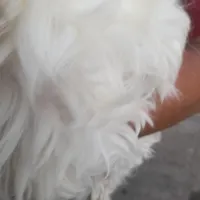 سگ شیتزو فلت