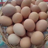 تخم مرغ بومی فروش عمده|خوردنی و آشامیدنی|اصفهان, براآن شمالی|دیوار