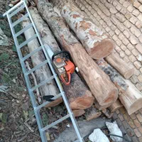 برش درخت قطع درخت خرید چوب. جابجایی انواع درخت|خدمات باغبانی و درختکاری|تهران, نیاوران|دیوار