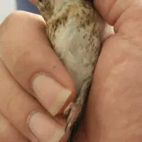 سهره نر و ماده چونه سفید مهر|پرنده|تهران, مجیدیه|دیوار