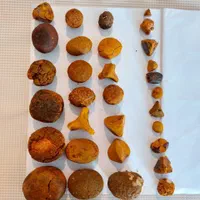 سنگ صفرا گاو در سراسر کشور خریداریم|بدلیجات|تهران, مهران (سیدخندان)|دیوار