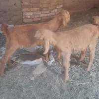 بز پاکستانی شیرا با کره نر نوق اسماعیل اباد|حیوانات مزرعه|رفسنجان, |دیوار