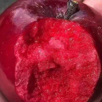 نهال سیب خونی