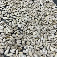 مغز تخمه آفتابگردان شمشیری و روغنی سالم و شکسته|خوردنی و آشامیدنی|تهران, منصوریه (پل سیمان)|دیوار