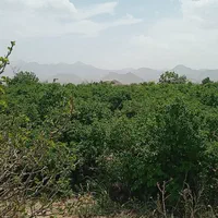 زمین کشاورزی روستای ویدوجا