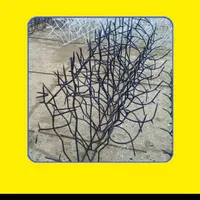 تولیدی حفاظ شاخ گوزنی